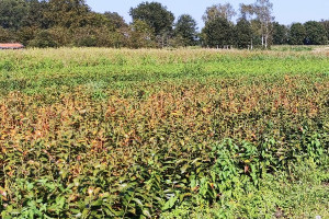 Werkbezoek aan proefveld van Duurzame Bollenteelt Drenthe