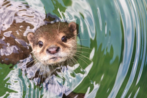 PvdA Westerveld adviseert om op Water Natuurlijk te stemmen bij de waterschapsverkiezingen