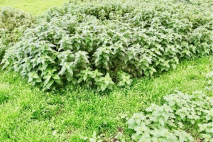 Ga mee met de wandeltocht die het effect van stikstof op natuurgebieden laat zien