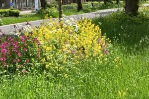 Berm met bloeiende planten