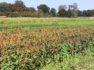 Proefveld bollenteelt